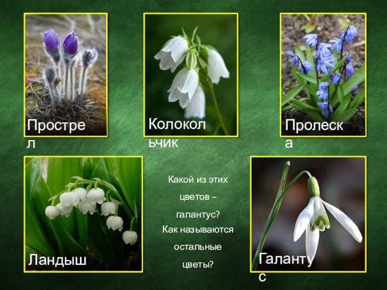 Какой из этих цветов – галантус? Как называются остальные цветы? Прострел Колокольчик Пролеска Ландыш Галантус