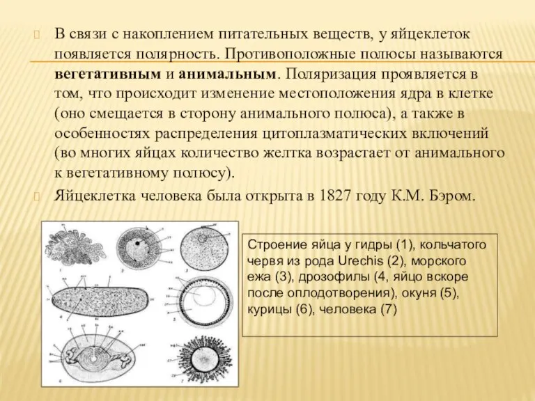 В связи с накоплением питательных веществ, у яйцеклеток появляется полярность. Противоположные полюсы