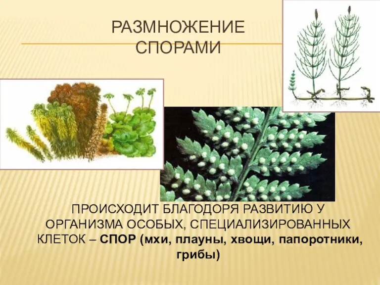 РАЗМНОЖЕНИЕ СПОРАМИ ПРОИСХОДИТ БЛАГОДОРЯ РАЗВИТИЮ У ОРГАНИЗМА ОСОБЫХ, СПЕЦИАЛИЗИРОВАННЫХ КЛЕТОК – СПОР