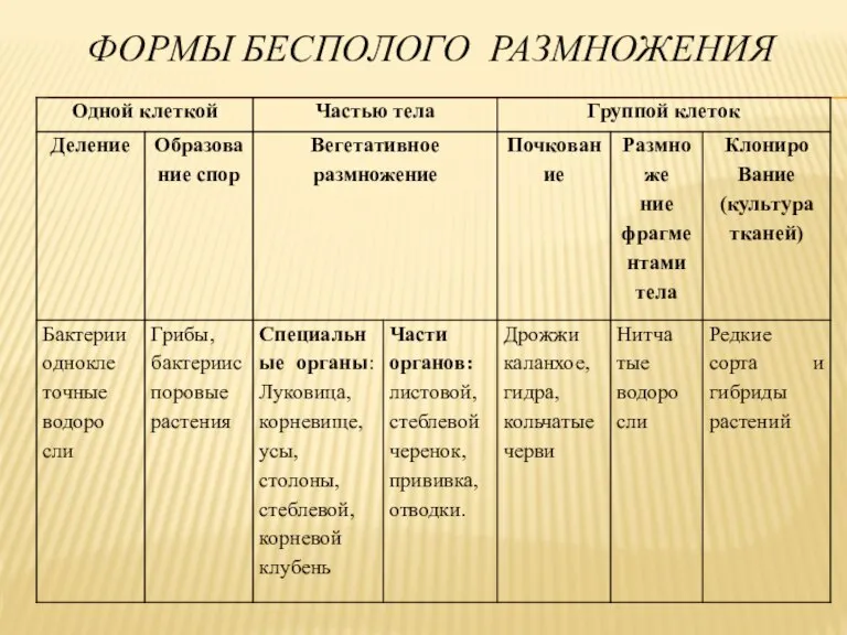 ФОРМЫ БЕСПОЛОГО РАЗМНОЖЕНИЯ