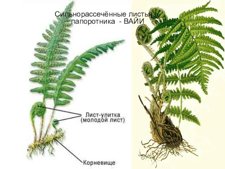 Сильнорассечённые листья папоротника - ВАЙИ