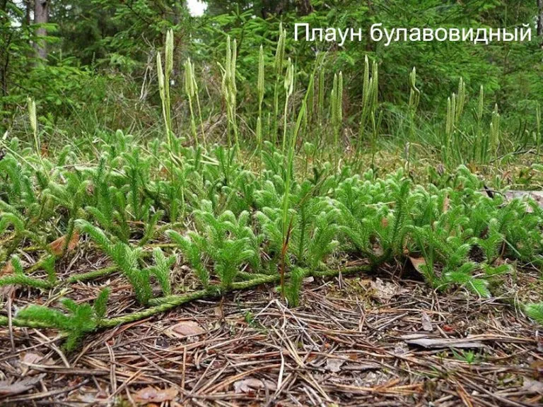 Плаун булавовидный Плаун булавовидный