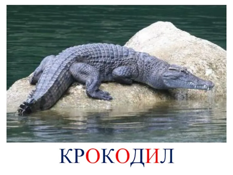 КРОКОДИЛ