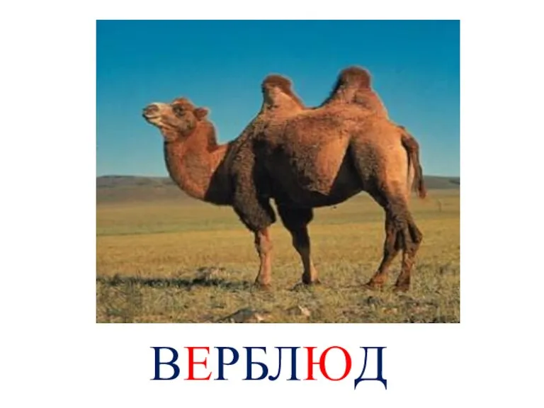 ВЕРБЛЮД