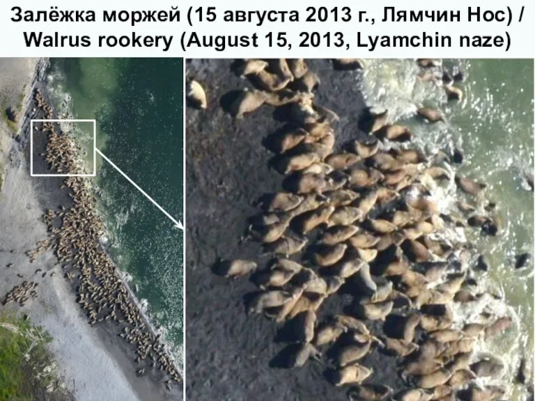 Залёжка моржей (15 августа 2013 г., Лямчин Нос) / Walrus rookery (August 15, 2013, Lyamchin naze)