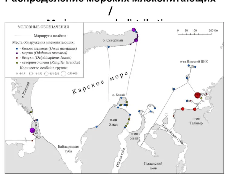 Распределение морских млекопитающих / Marine mammals distribution