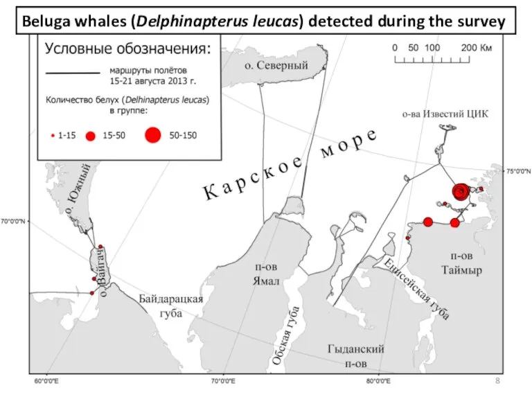 Beluga whales (Delphinapterus leucas) detected during the survey