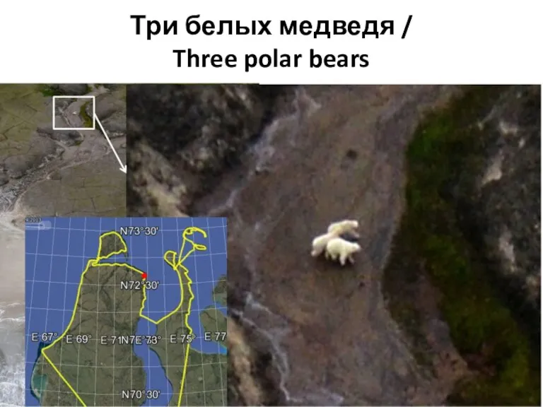 Три белых медведя / Three polar bears