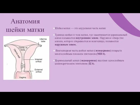 Шейка матки — это каудальная часть матки Граница шейки и тела матки,