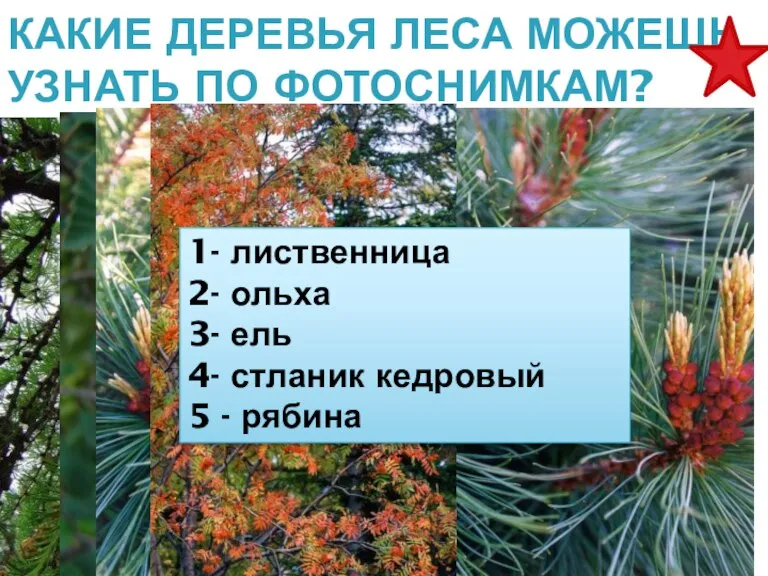 КАКИЕ ДЕРЕВЬЯ ЛЕСА МОЖЕШЬ УЗНАТЬ ПО ФОТОСНИМКАМ? 1- лиственница 2- ольха 3-