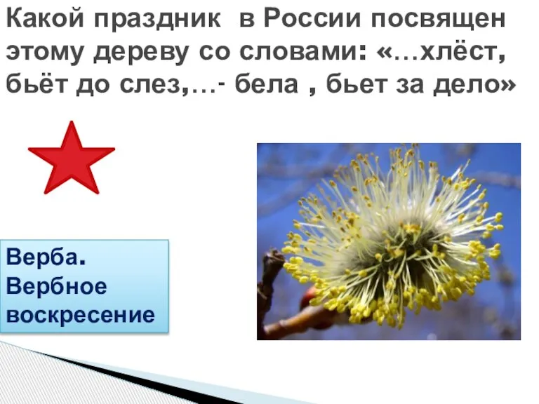 Какой праздник в России посвящен этому дереву со словами: «…хлёст, бьёт до