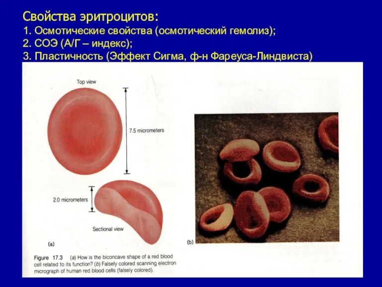Свойства эритроцитов: 1. Осмотические свойства (осмотический гемолиз); 2. СОЭ (А/Г – индекс);