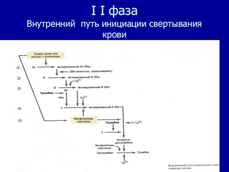 I I фаза Внутренний путь инициации свертывания крови