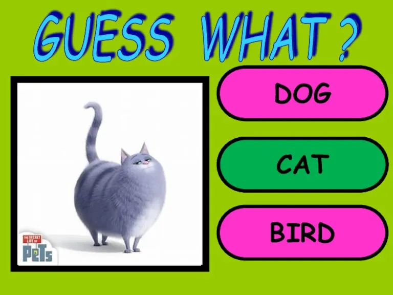 DOG CAT BIRD GUESS WHAT ? CAT