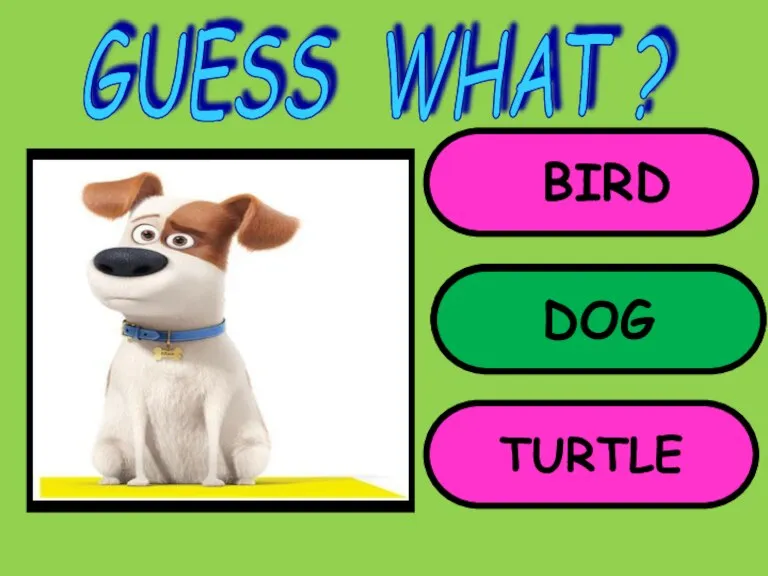 BIRD DOG TURTLE GUESS WHAT ? DOG