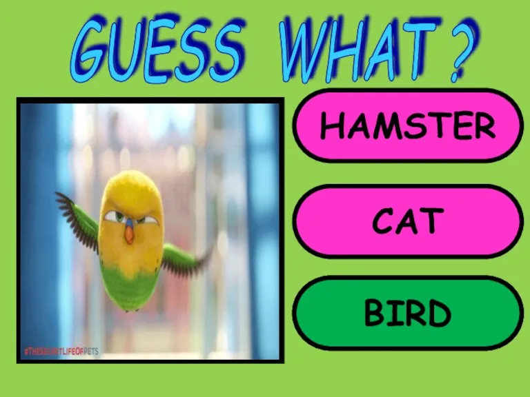 HAMSTER CAT BIRD GUESS WHAT ? BIRD