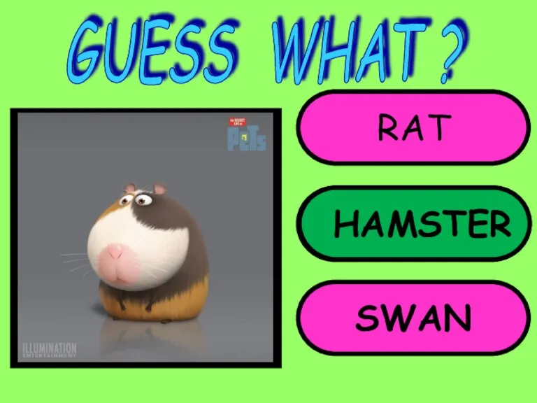 RAT HAMSTER SWAN GUESS WHAT ? HAMSTER