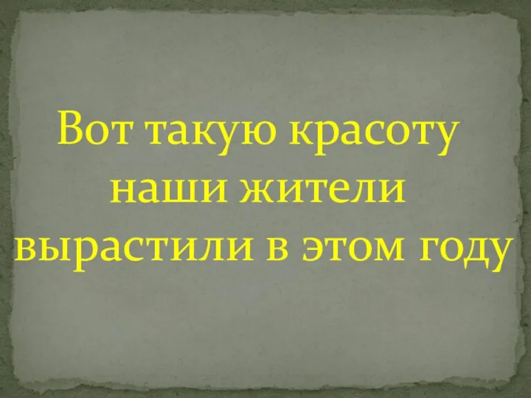 Вот такую красоту наши жители вырастили в этом году