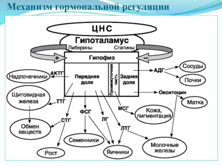 Механизм гормональной регуляции