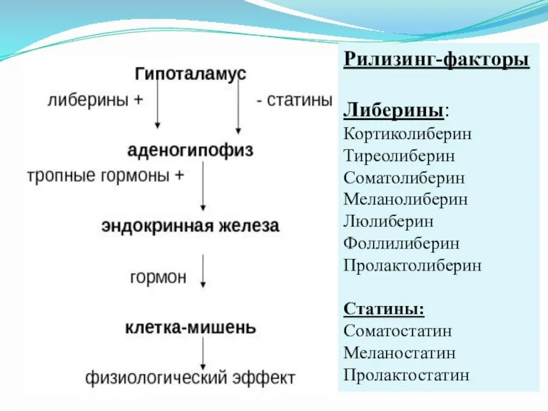 Рилизинг-факторы Либерины: Кортиколиберин Тиреолиберин Соматолиберин Меланолиберин Люлиберин Фоллилиберин Пролактолиберин Статины: Соматостатин Меланостатин Пролактостатин