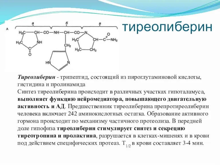 тиреолиберин Тиреолиберин - трипептид, состоящий из пироглутаминовой кислоты, гистидина и пролинамида Синтез