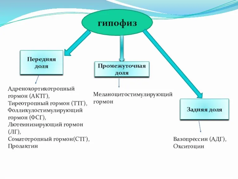 гипофиз Передняя доля Адренокортикотропный гормон (АКТГ), Тиреотропный гормон (ТТГ), Фолликулостимулирующий гормон (ФСГ),