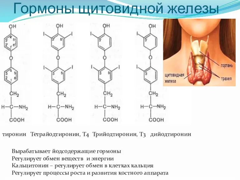 Гормоны щитовидной железы тиронин Тетрайодтиронин, Т4 Трийодтиронин, Т3 дийодтиронин Вырабатывает йодсодержащие гормоны
