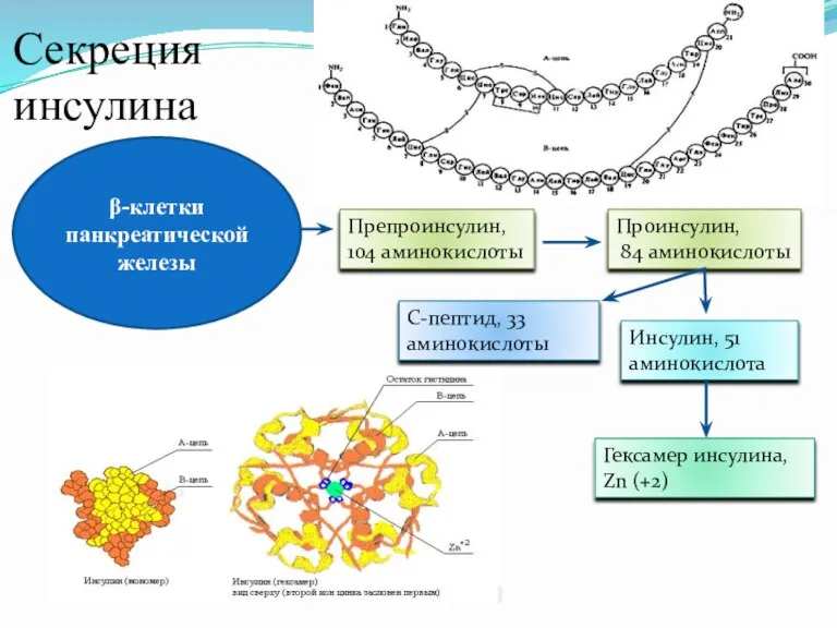 Секреция инсулина β-клетки панкреатической железы Препроинсулин, 104 аминокислоты Проинсулин, 84 аминокислоты Инсулин,