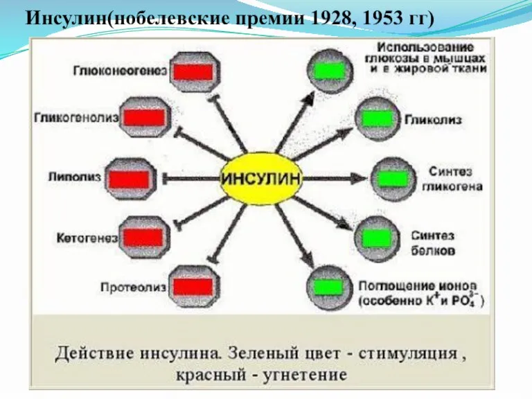 Инсулин(нобелевские премии 1928, 1953 гг)