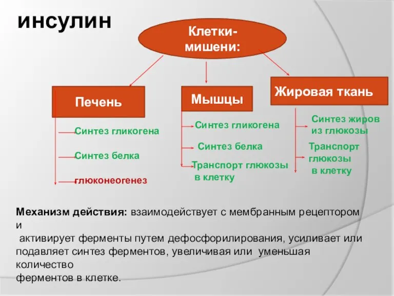 инсулин Клетки- мишени: Печень Мышцы Жировая ткань Синтез гликогена Синтез белка глюконеогенез