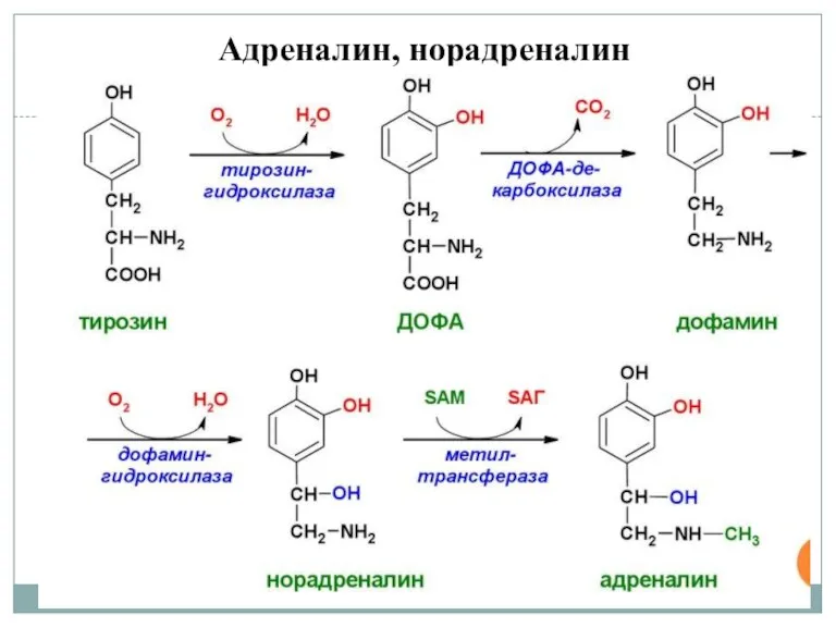 Адреналин, норадреналин