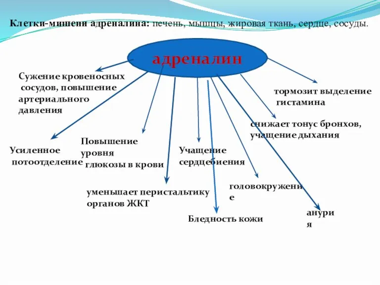 Клетки-мишени адреналина: печень, мышцы, жировая ткань, сердце, сосуды. адреналин Сужение кровеносных сосудов,