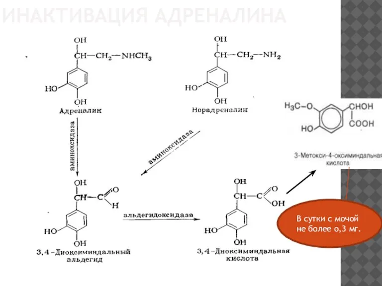 ИНАКТИВАЦИЯ АДРЕНАЛИНА В сутки с мочой не более о,3 мг. В сутки