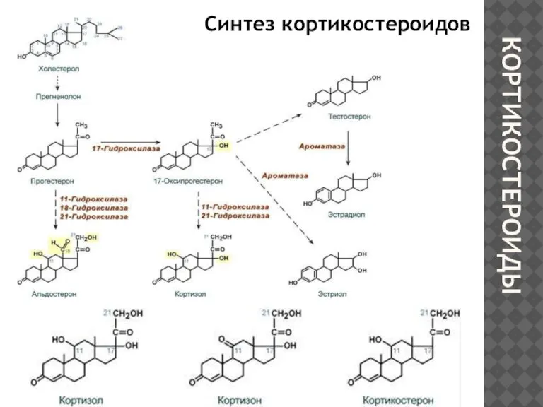 КОРТИКОСТЕРОИДЫ Синтез кортикостероидов