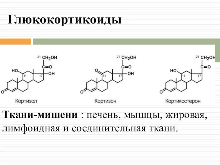 Глюкокортикоиды Ткани-мишени : печень, мышцы, жировая, лимфоидная и соединительная ткани.