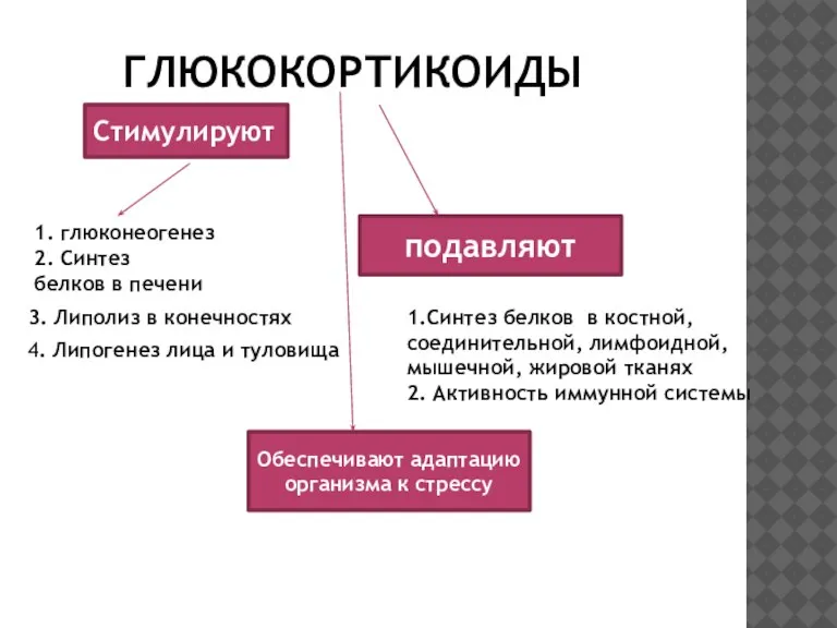 ГЛЮКОКОРТИКОИДЫ 1. глюконеогенез 2. Синтез белков в печени Стимулируют 3. Липолиз в