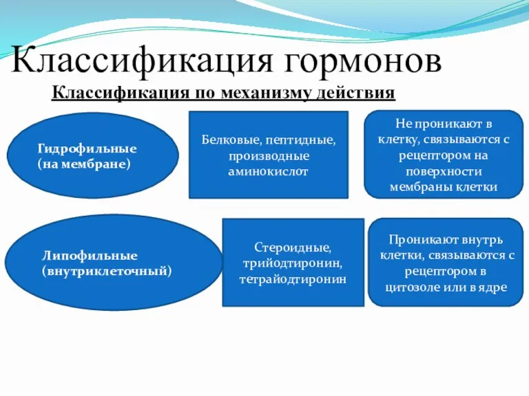 Классификация гормонов Классификация по механизму действия Гидрофильные (на мембране) Липофильные (внутриклеточный) Белковые,