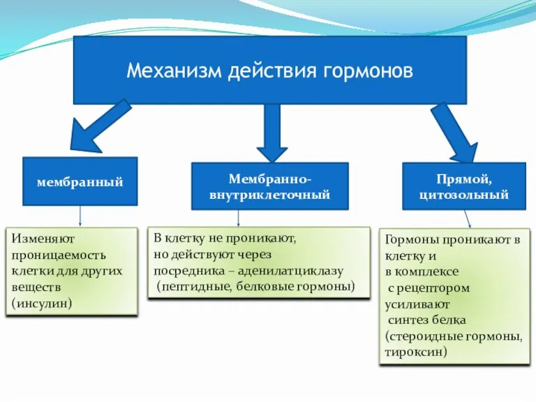 Механизм действия гормонов мембранный Мембранно-внутриклеточный Прямой, цитозольный Изменяют проницаемость клетки для других