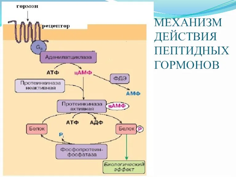 МЕХАНИЗМ ДЕЙСТВИЯ ПЕПТИДНЫХ ГОРМОНОВ