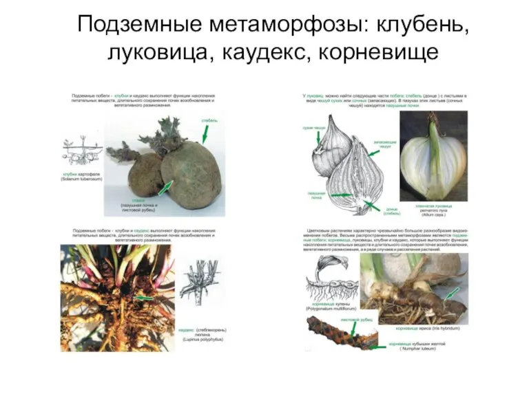 Подземные метаморфозы: клубень, луковица, каудекс, корневище