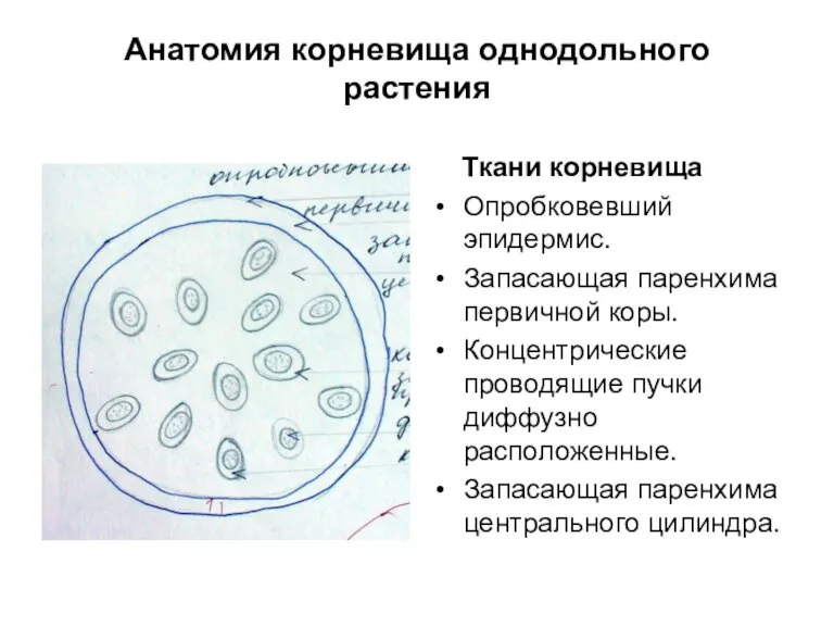 Анатомия корневища однодольного растения Ткани корневища Опробковевший эпидермис. Запасающая паренхима первичной коры.