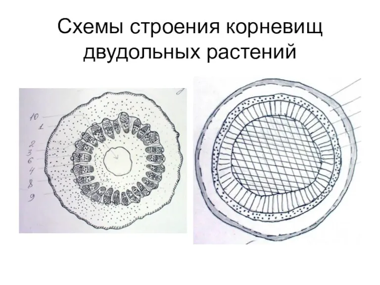 Схемы строения корневищ двудольных растений