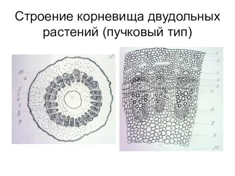 Строение корневища двудольных растений (пучковый тип)