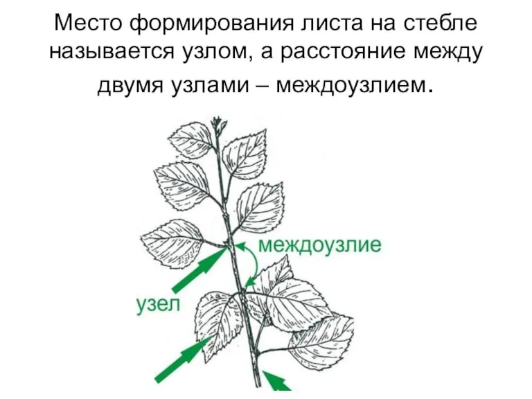 Место формирования листа на стебле называется узлом, а расстояние между двумя узлами – междоузлием.