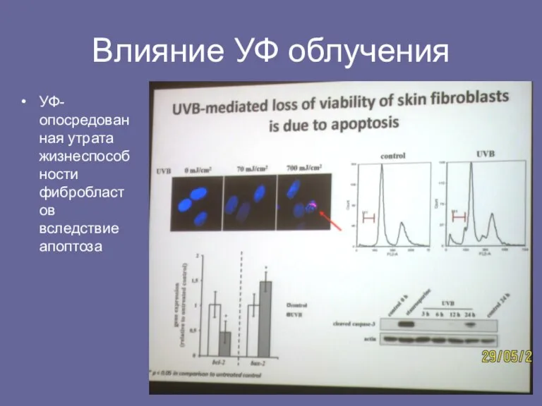 Влияние УФ облучения УФ-опосредованная утрата жизнеспособности фибробластов вследствие апоптоза