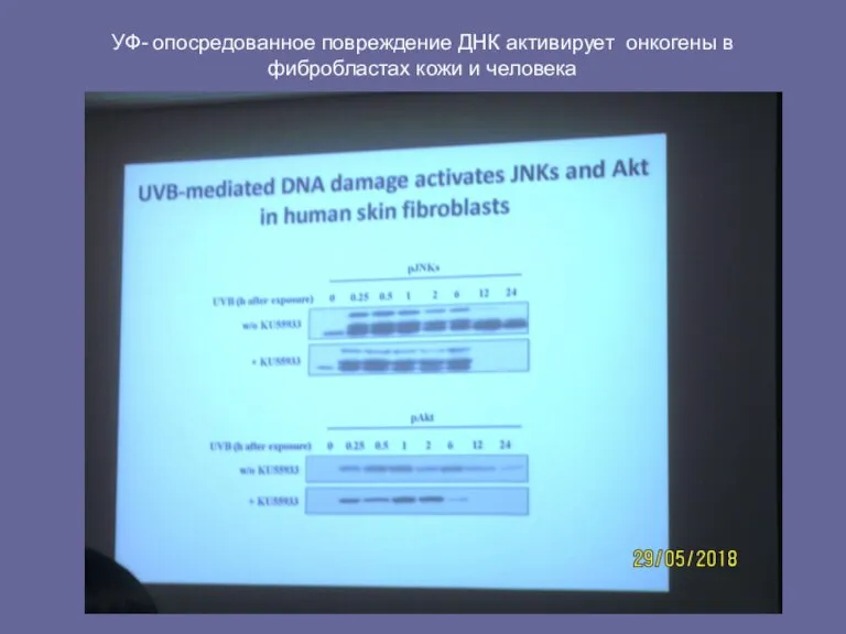 УФ- опосредованное повреждение ДНК активирует онкогены в фибробластах кожи и человека