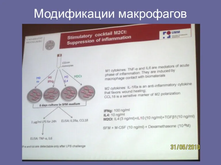 Модификации макрофагов