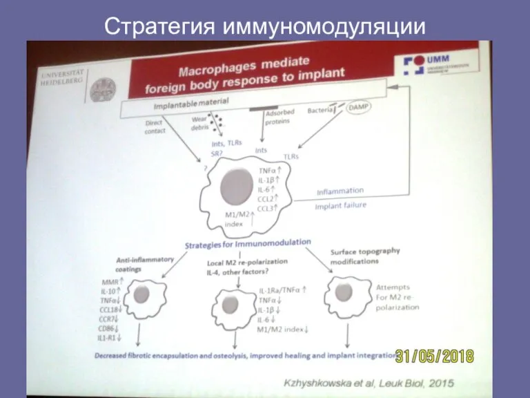 Стратегия иммуномодуляции