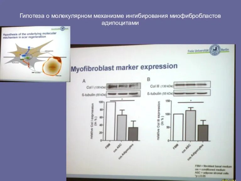Гипотеза о молекулярном механизме ингибирования миофибробластов адипоцитами