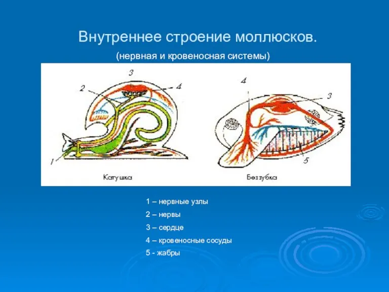 Внутреннее строение моллюсков. (нервная и кровеносная системы) 1 – нервные узлы 2
